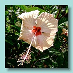 Bora Bora Hibiscus_02